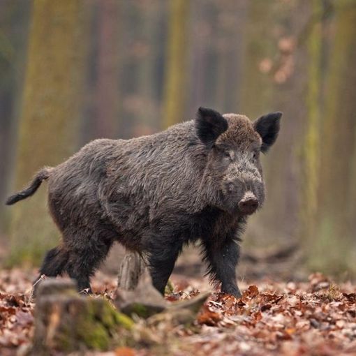 Novara, cinghiale al cappio. Il CABS: quarto caso in poche settimane, morte lenta e dolorosa