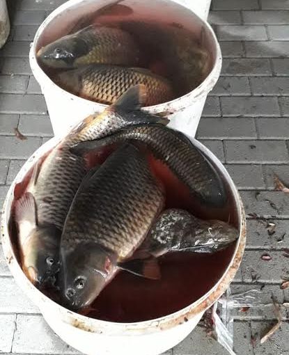 Pesca illegale: due denunciati dalla Polizia locale di Trecate e dalle Guardie giurate volontarie ittiche Fipsas