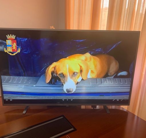 Oro gioielli e pietre preziose: tre alla sbarra. Avevano rubato anche un cane