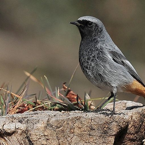 &quot;Ali del Sacro Monte&quot;: il 5 ottobre una conferenza sull'avifauna presente nella Riserva Speciale del Sacro Monte di Orta