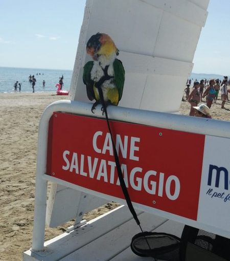 Viaggiare con gli animali: consigli e indicazioni per spostarsi con i nostri amici a quattro zampe.