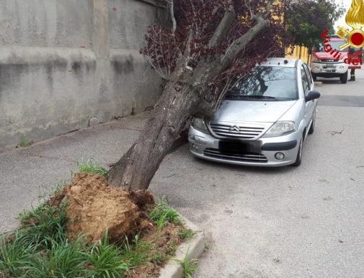 Maltempo: il vento forte di sabato ha causato la caduta di un albero in via Ansaldi nel quartiere Bicocca