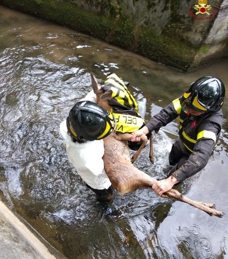 Notizie dal Piemonte. Cucciolo di capriolo ferito ma salvato dall'intervento dai volontari dei vigili del fuoco FOTOGALLERY
