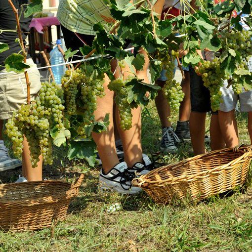 Tutto pronto per la 74a edizione della Festa dell’Uva di Borgomanero