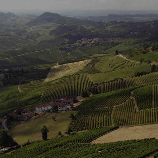 Quali sono i vini delle Langhe più richiesti online