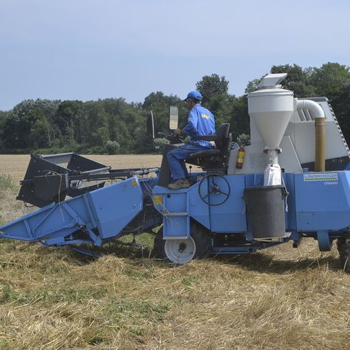 Trebbiatura del grano: per Coldiretti sono necessari nuovi accordi con filiera virtuosa