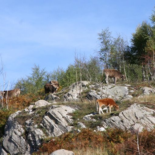 Fase 3, Coldiretti Piemonte: “Bene fondi a sostegno zootecnia regionale”