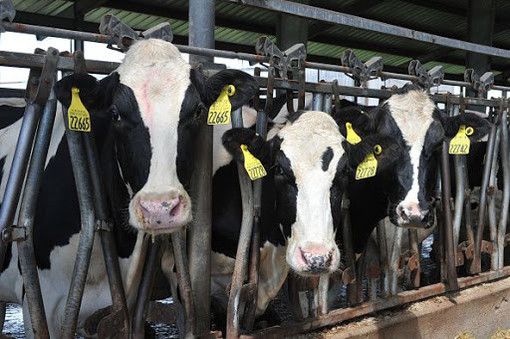 In Regione un tavolo sulla filiera della carne