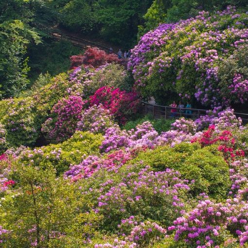 L'Oasi Zegna riparte dalle splendide fioriture spontanee e della Conca dei Rododendri FOTO