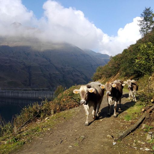 Coronavirus, dalla Regione un sostegno alla filiera lattiero casearia del Piemonte