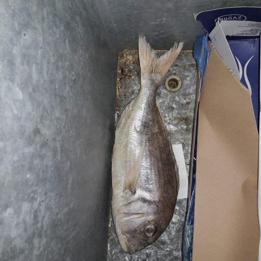 Sequestrati 13 kg di pesce in un alimentari etnico