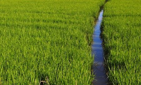 Sviluppo rurale, 20 milioni in arrivo dal bando della Regione per gli agricoltori piemontesi