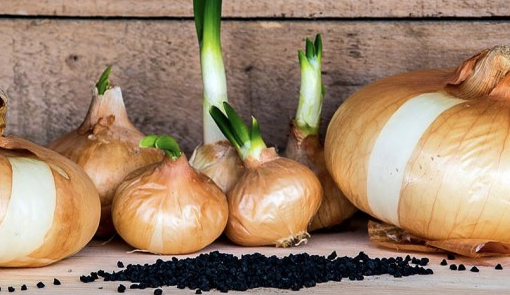 Sagre di qualità piemontesi, c'è anche la 'cipolla bionda' di Fontaneto d'Agogna