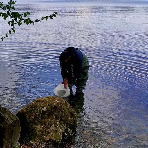 Immessi nel lago d'Orta cinquecento avannotti di luccio italico