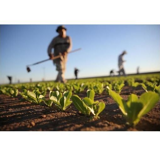 Danni per eventi climatici in agricoltura: linee guida per il risarcimento