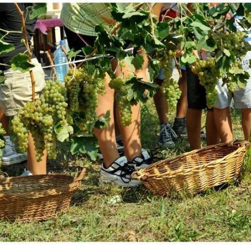 Coronavirus, Coldiretti Piemonte:&quot;Perdite stimate dal 60% al 70% per il vino made in Piemonte&quot;