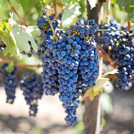 Regione, contrasto della flavescenza dorata della vite: pubblicate le misure obbligatorie per il 2024