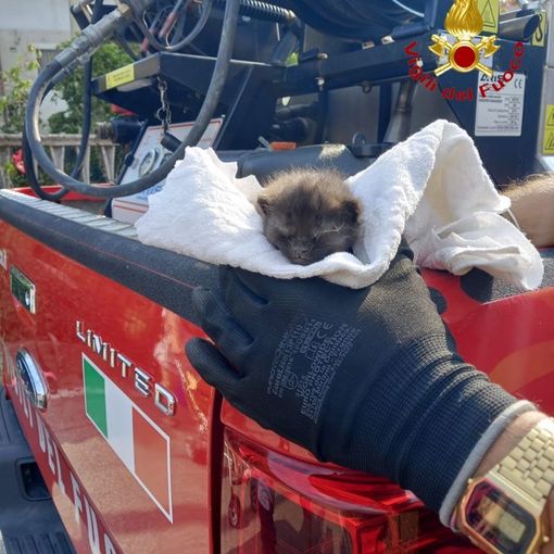 Gattino salvato dai Vigili del Fuoco di Arona