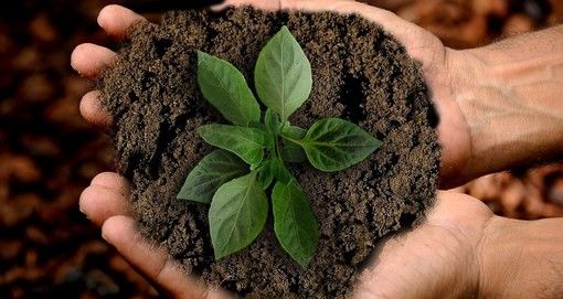 Dalla Regione in arrivo 12,7 milioni di euro per le aziende agricole