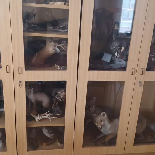 Riordinati e riclassificati gli animali impagliati di proprieta’ della provincia