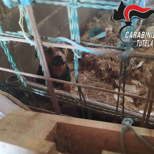 Dal Nord Ovest. Sporchi, al buio e denutriti: 16 cani salvati dai Carabinieri