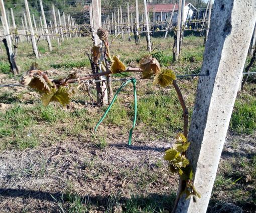 Il sollievo di Coldiretti: &quot;Riconosciuto lo stato di calamità per le gelate dello scorso aprile&quot;
