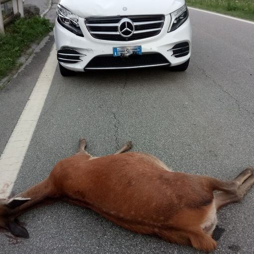 Il Piemonte è la terza regione per incidenti stradali causati da animali