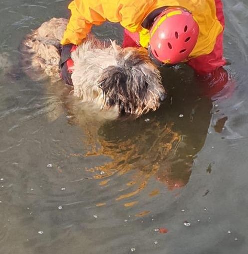 Cane cade nel canale, recuperato dai Vigili del Fuoco