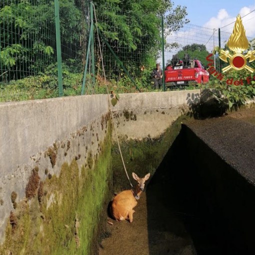 Borgomanero: capriolo cade all'interno del canale Mora, salvato dai vigili del fuoco