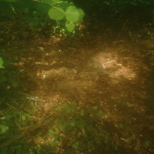 Comune e volontari ripuliscono il parco del ticino