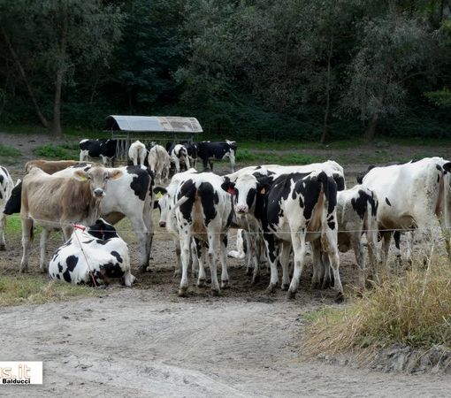 Coldiretti Novara-Vco: bene stop alla norma ammazza stalle