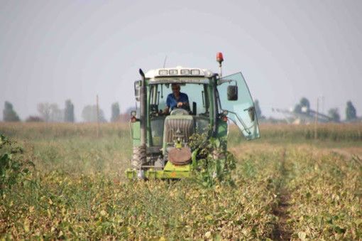 Indennità agli agricoltori operanti nelle zone montane, la Regione apre il bando da 13 milioni di euro