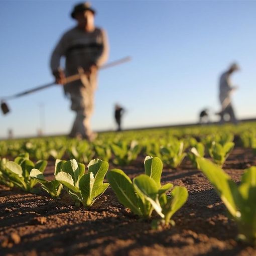 Agricoltura, dalla Giunta regionale 95 milioni per l'attivazione dei bandi dello sviluppo rurale