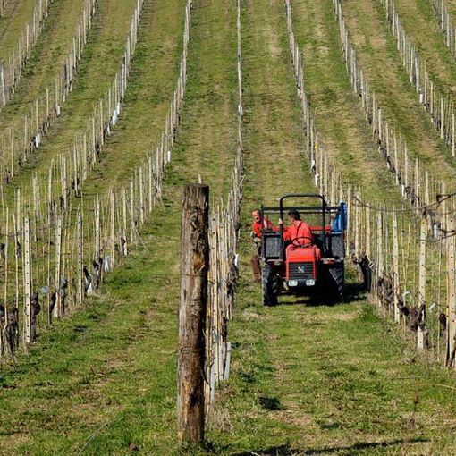 Agricoltura: Coldiretti ha inviato al presidente Cirio una lettera con le richieste più urgenti