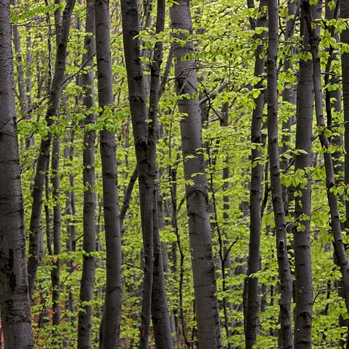 Il Piemonte rischia di &quot;perdersi&quot; nel bosco: solo il 15% del patrimonio è gestito correttamente. &quot;Così diventa un pericolo&quot;