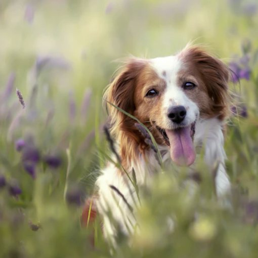Pet therapy, Gallo (Pd): &quot;Bene la ripresa degli interventi&quot;