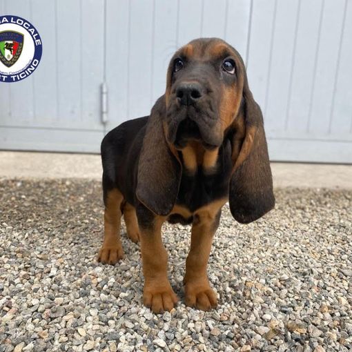 Una cucciola di bloodhound 'arruolata' dalla Polizia locale di Trecate