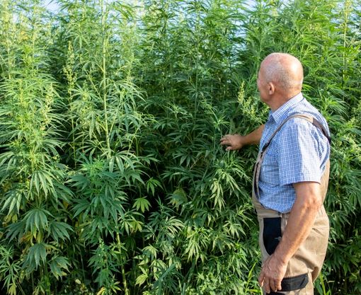 Coltivazione cannabis, via libera in Commissione in Regione