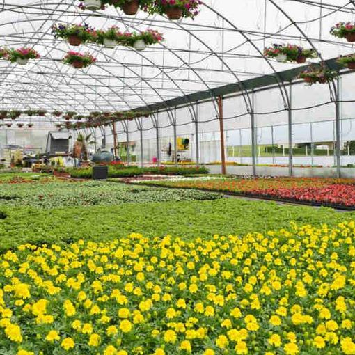 Florovivaismo: approvata in Senato la normativa che sostiene la produzione