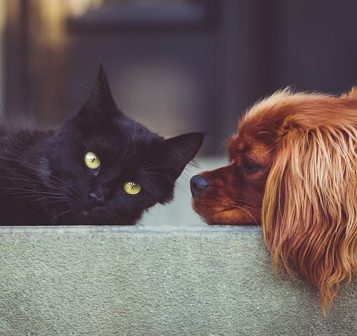 &quot;Siamo una famiglia&quot;: la nuova campagna di Anpana contro l'abbandono degli animali