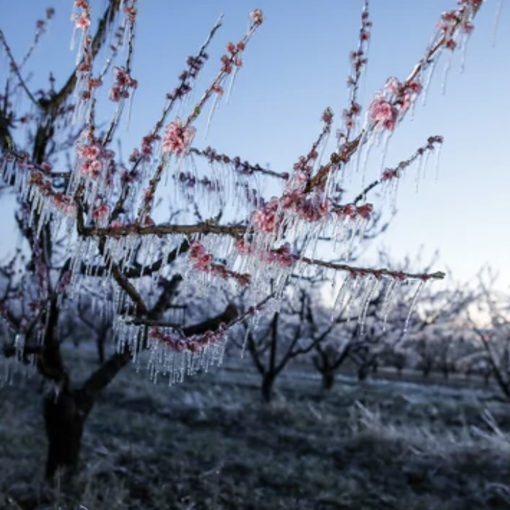 Agricoltura Piemonte: bando da 1.5 milioni per impianti di prevenzione dalle gelate