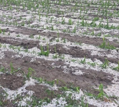 L'allarme di Coldiretti: &quot;Il 2021 anno nero per la frutta in Piemonte&quot;