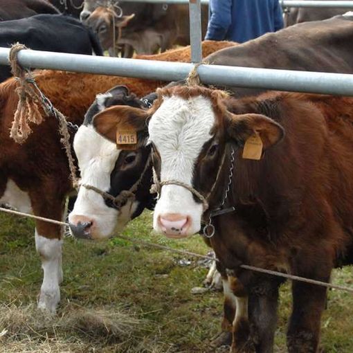 Aperto il bando da 7 milioni della Regione per il benessere degli animali