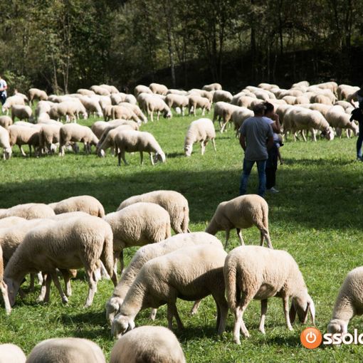 Piemonte, approvata la legge su alpeggi e transumanza