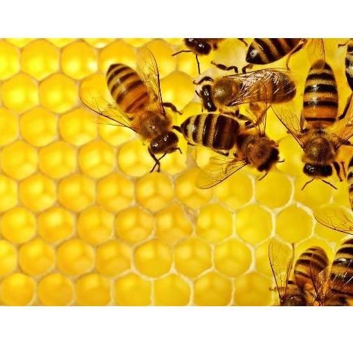 Oms, Coldiretti Piemonte: &quot;Da aspartame, business da 12 miliardi&quot;