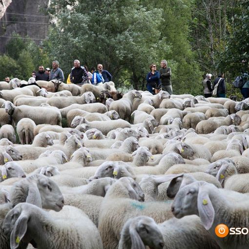 Coldiretti Piemonte: transumanza e gastronomia salvano montagna