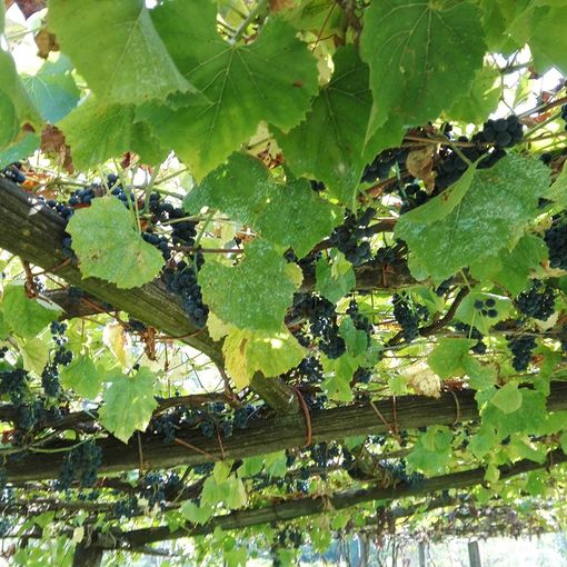 Vendemmia, la soddisfazione di Coldiretti Piemonte: &quot;Garantita la qualità nonostante il clima pazzo&quot;