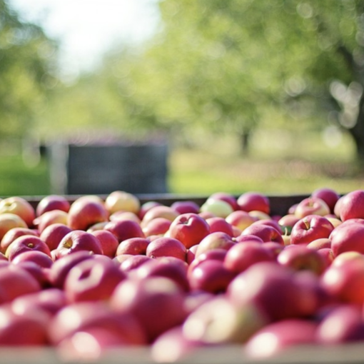Confagricoltura Piemonte: con siccità e caro energia frutticoltura a rischio