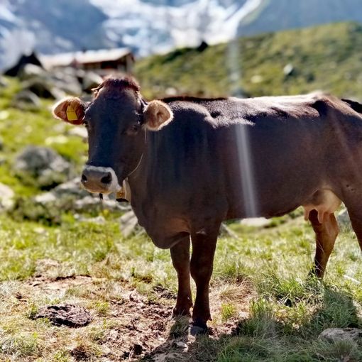 Investire sul benessere animale: la Regione apre il bando da 7 milioni per lo Sviluppo Rurale