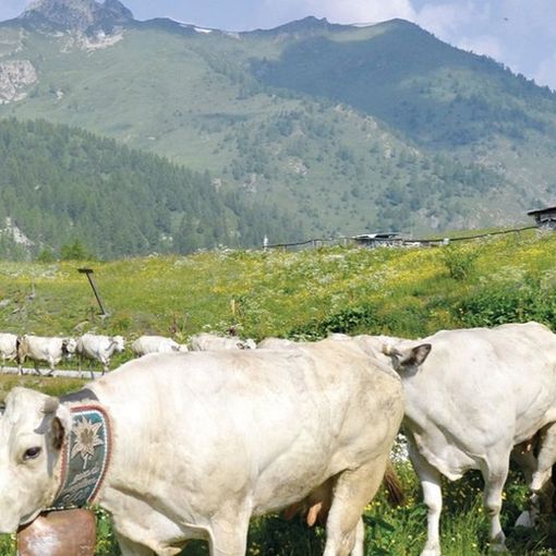 Il Consorzio di Tutela della Razza Piemontese premiato per qualità e sostenibilità